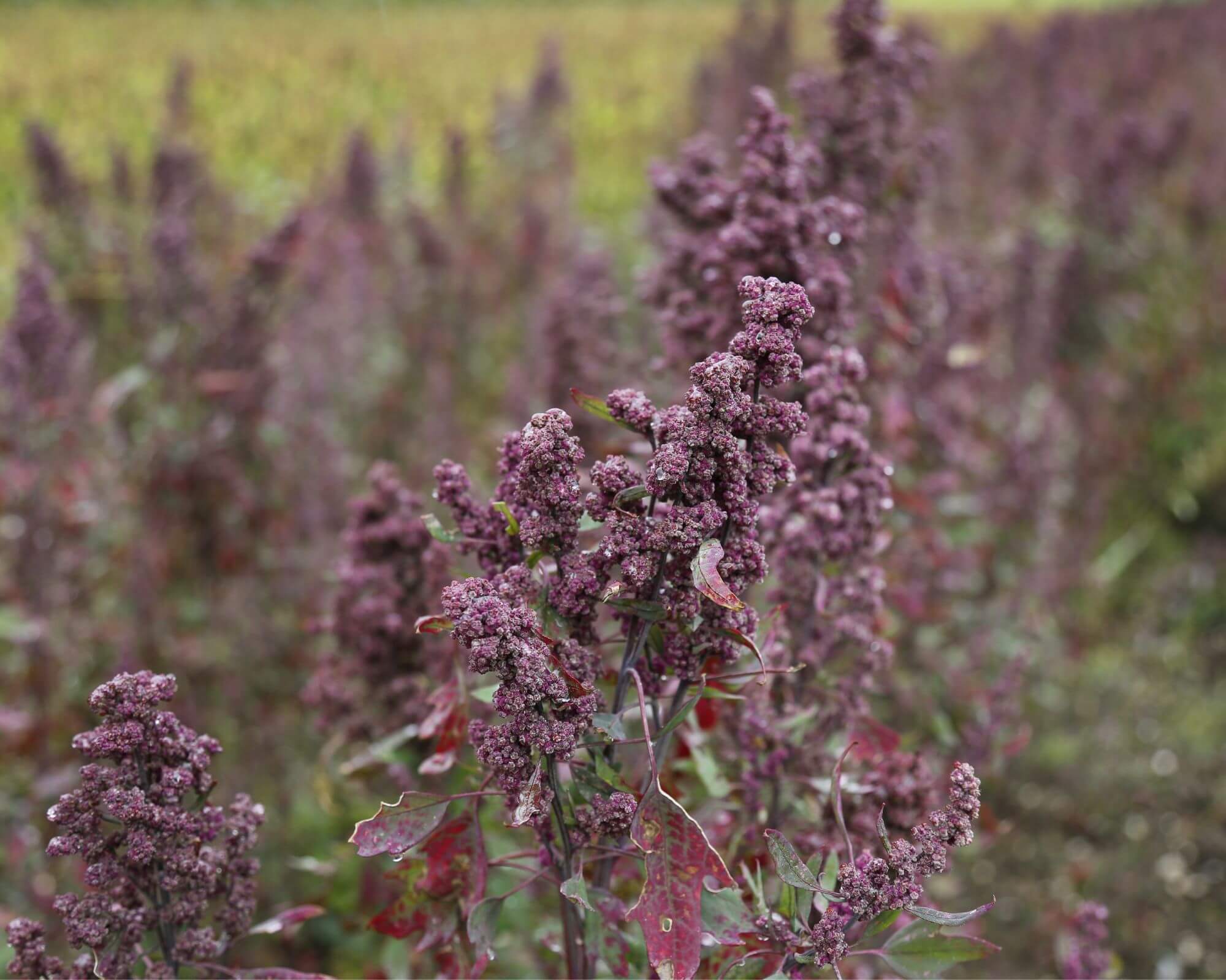 Quinoa álgabona